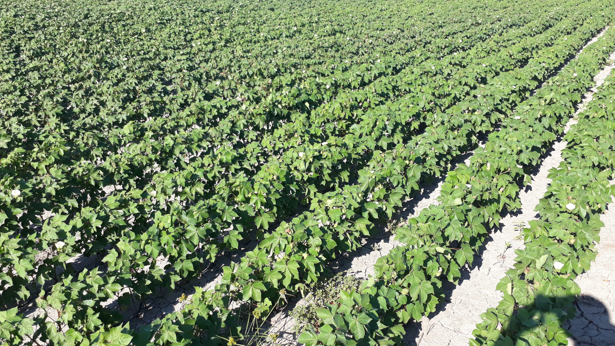 El cultivo de algodón se reafirma en el norte santafesino Agrovisión